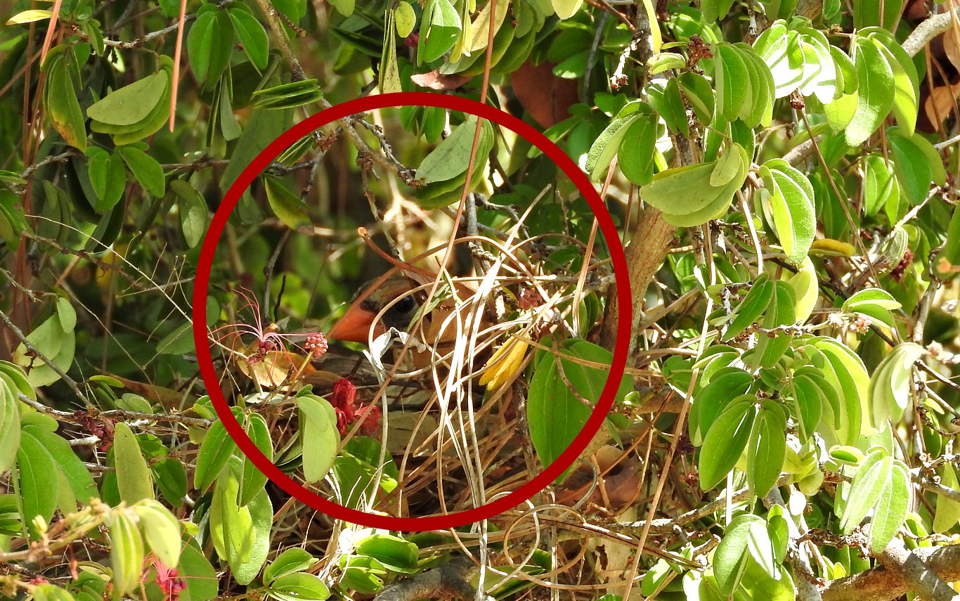 MadSnapper Cardinals and Lizards on Nature Friday
