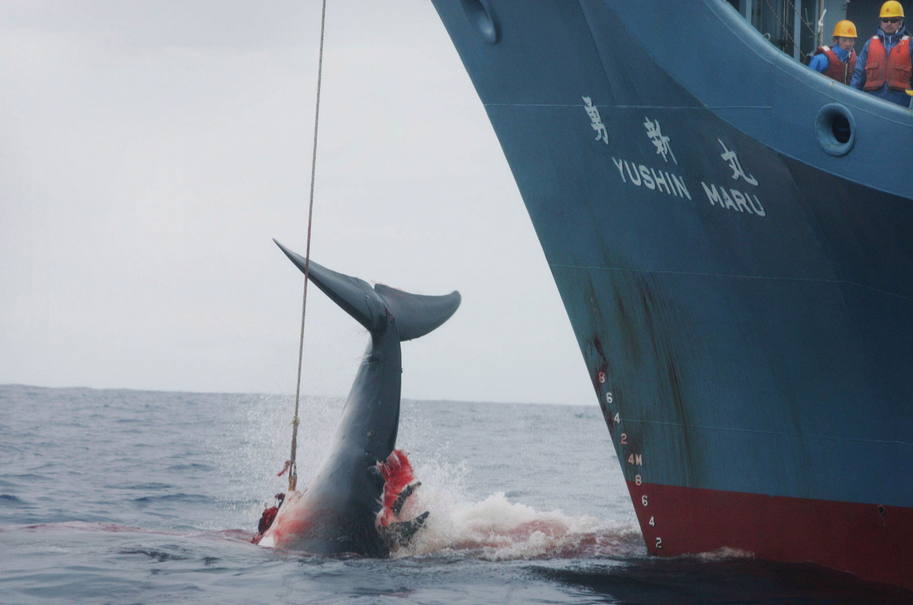 OCEANS ICJ HEARINGS ON ENVIRONMENTAL WHALING CASE