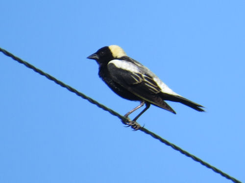 bobolink