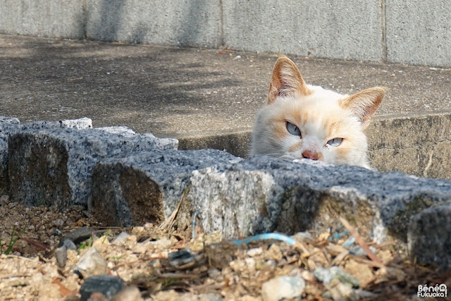 玄海島の猫、福岡