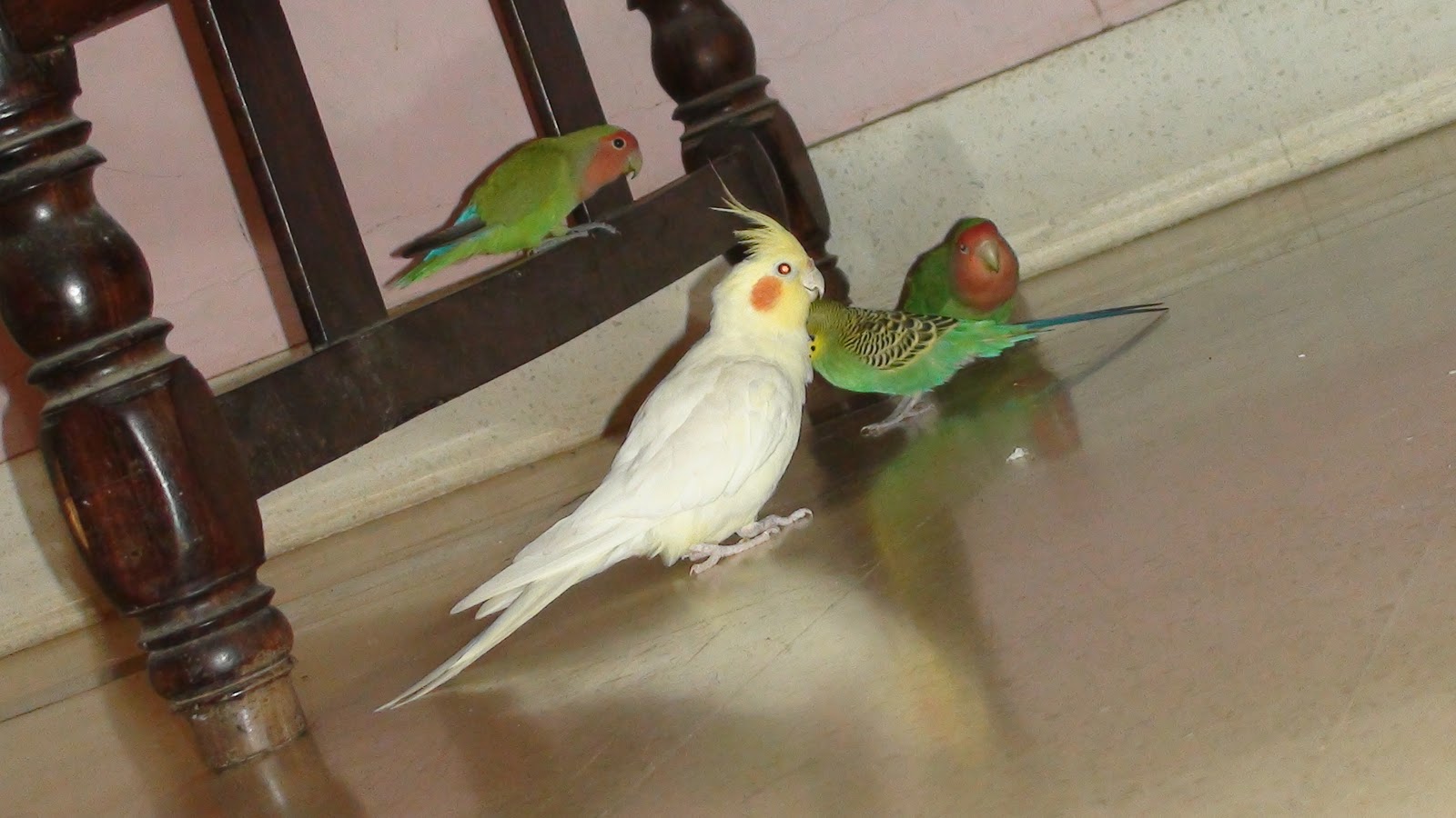 My Birds