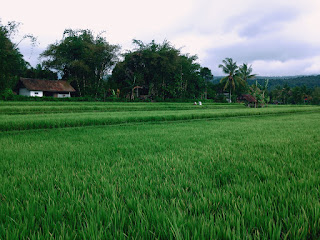 Beautiful Green Scenery Of The Rice Fields At Kayuputih Village, Banjar, North Bali