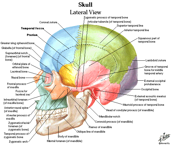 Dentistry and Medicine: Head and Neck Anatomy,Muscles ... science free body diagram labels 