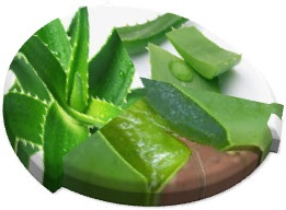 La richesse de gel L’Aloe vera en composition nutritive et thérapeutique aloe vera - nutitive- soin - laxative - gel - Vitamine - soins - aux naturel