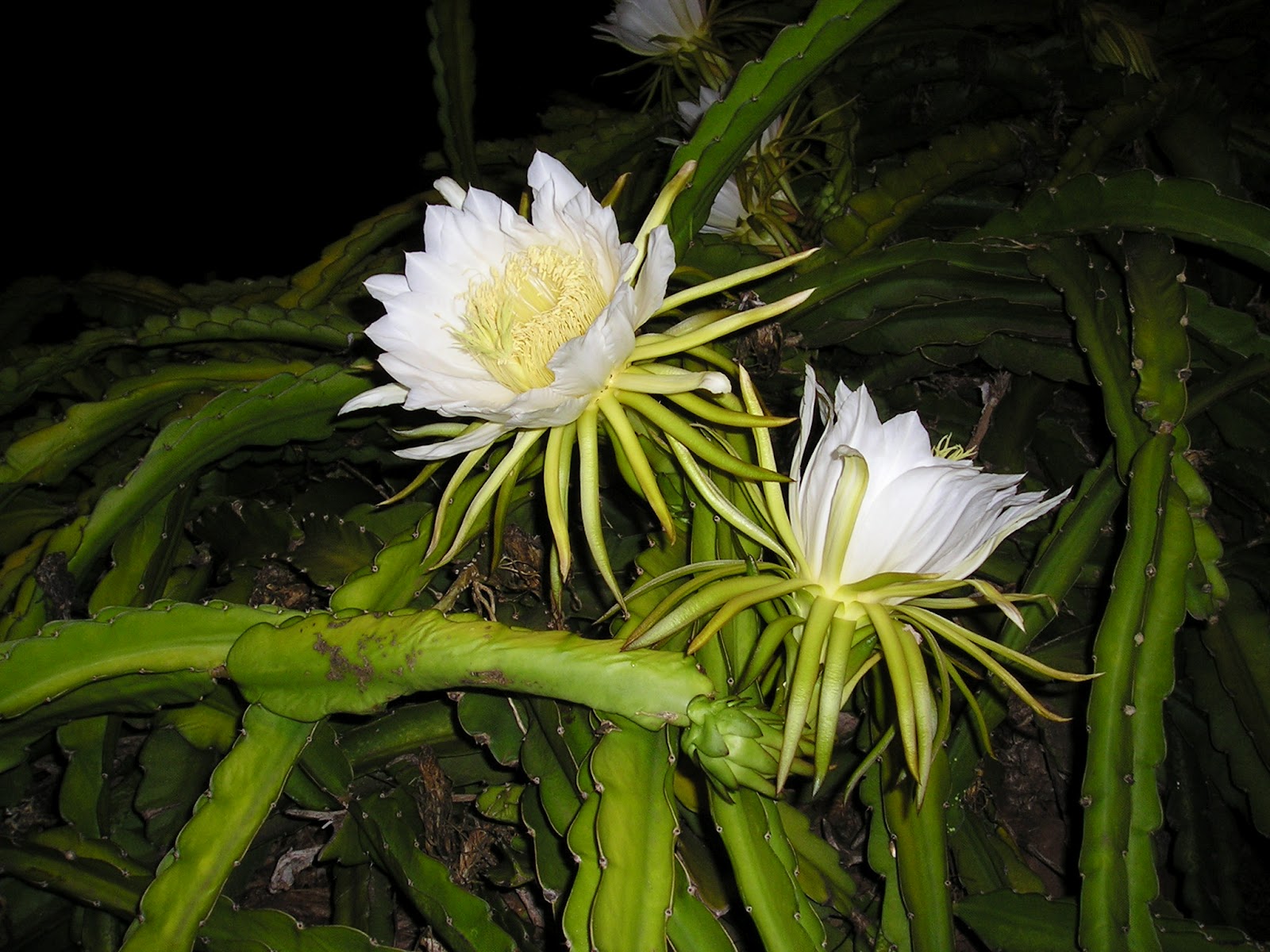 Maui Vacation Guide Favourite Hawaii Flowers Photos taken on Maui