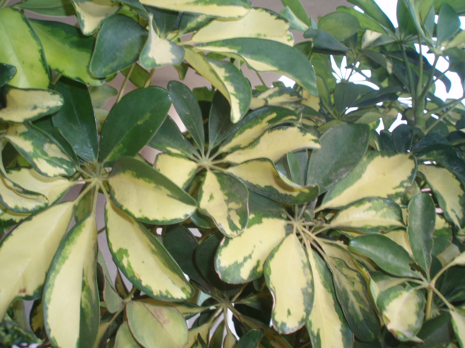 Crear un Jardín: Schefflera