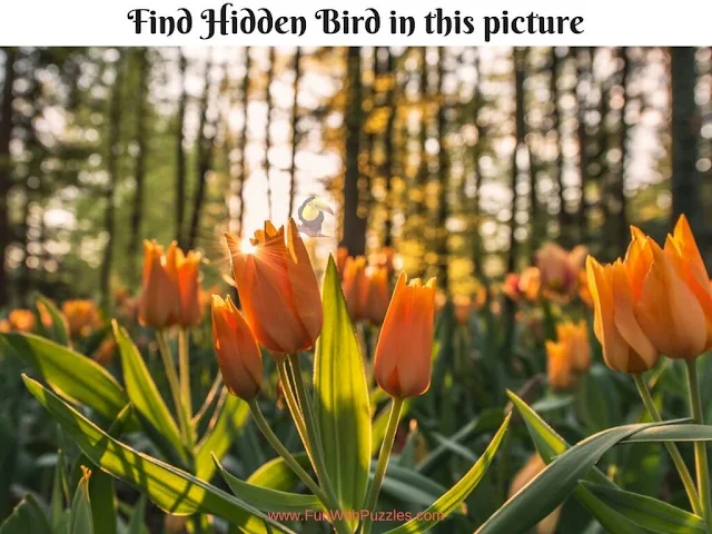 Hidden Bird Picture Brain Teaser