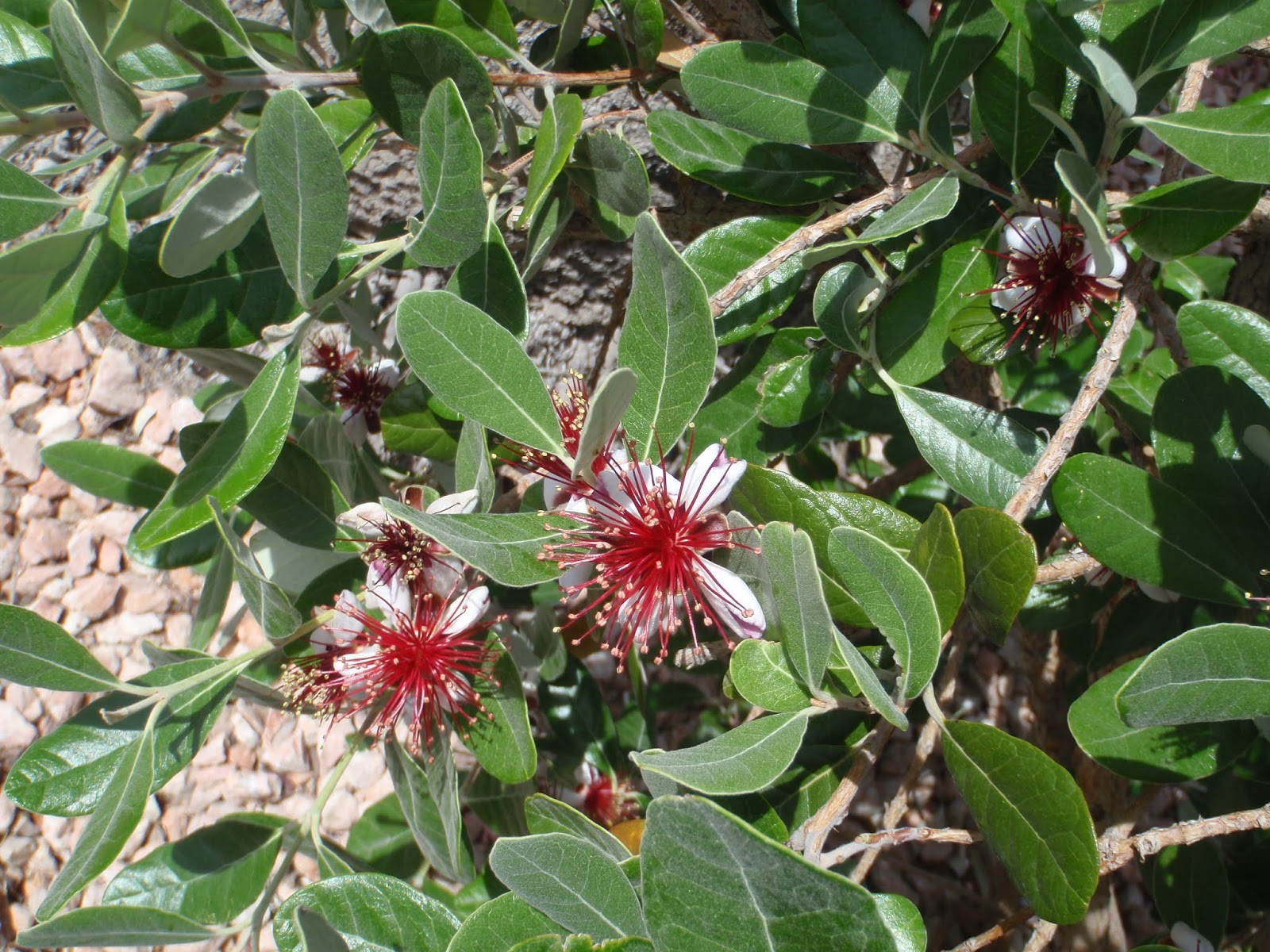 Xtremehorticulture of the Desert How to Prune Pineapple Guava