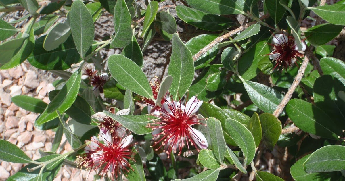 Xtremehorticulture of the Desert How to Prune Pineapple Guava