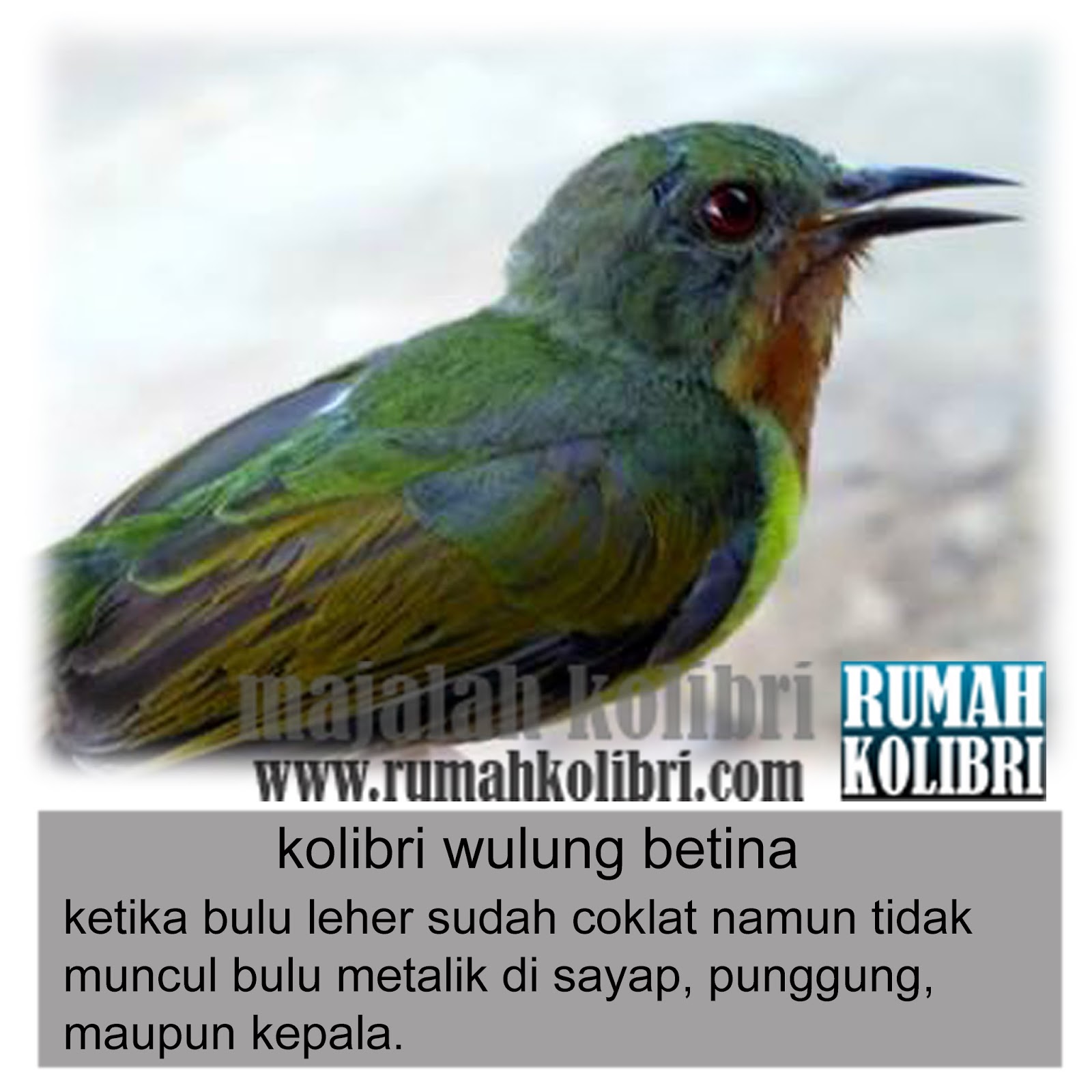 Cara Membedakan Jantan Betina Kolibri Wulung Rumah Kolibri