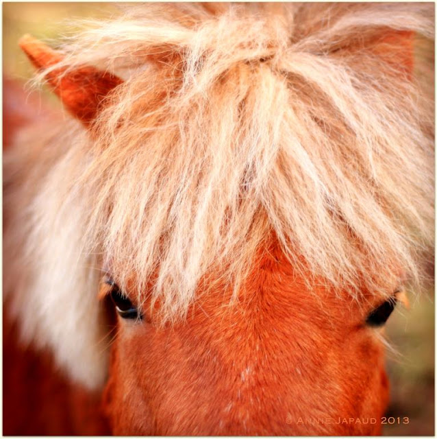 Casual friendship, Annie Japaud Photography, horses, photos, photo blog, photography, 