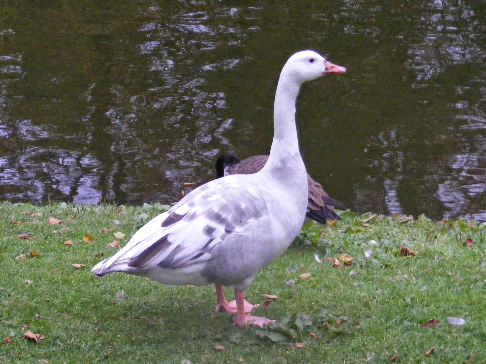 Bird Hybrids domestic Greylag Goose x Canada Goose