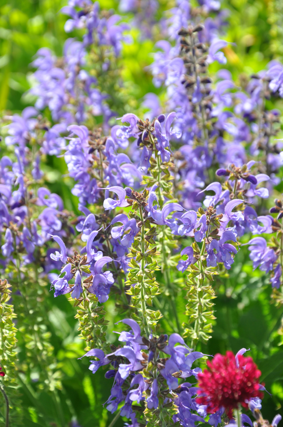 Three Dogs in a Garden How was your June Garden?