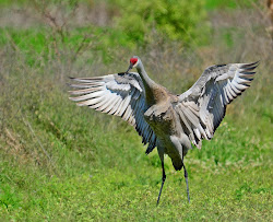 crane cranes sandhill birds flying wild bird babies downloading pretty grass animation stand sound animal reserve circle bar animals dsc
