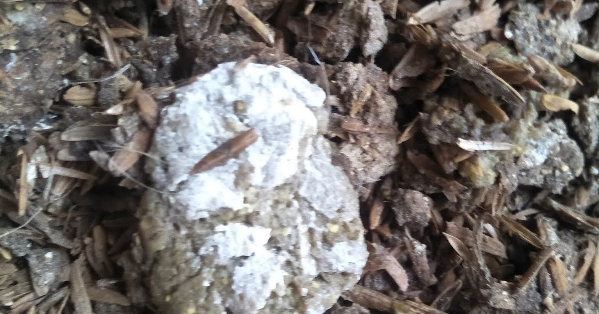 Diarrhoea or loose dropping in chickens coop and other Poultry ll