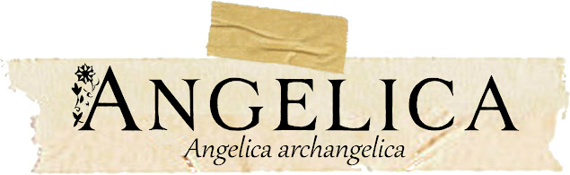 Magical and Medicinal Uses of Angerlica. Includes FREE BOS page!