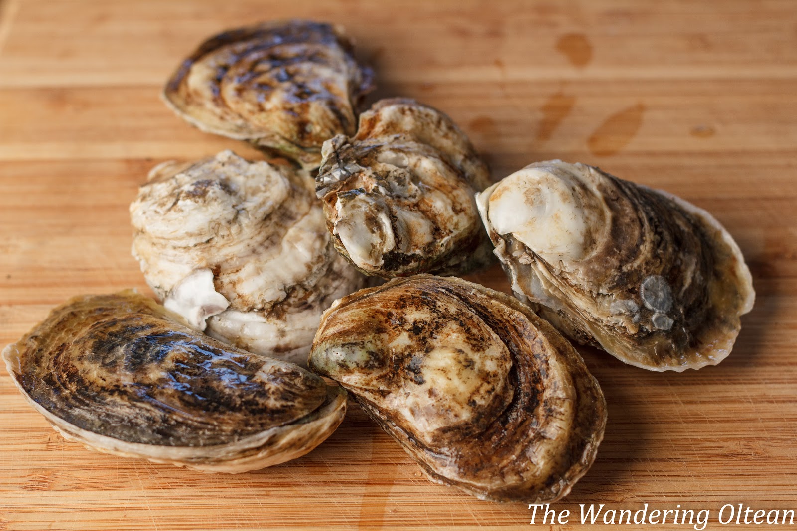 Pickled Oysters with English Cucumber "Capellini" and Dill The Wandering Oltean
