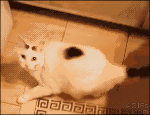 Funny cats - part 300, best cute cat image, cat picture