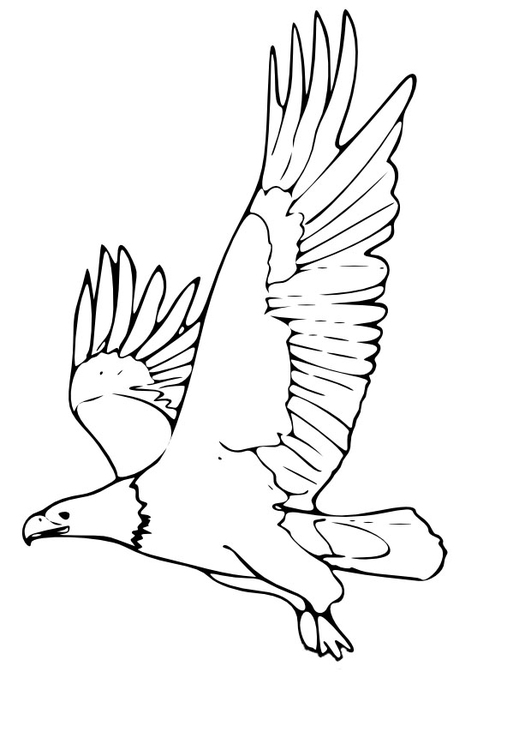 Ausmalbilder Adler, Bild Malvorlage, Malvorlagen Vögel - Malvorlage Gratis