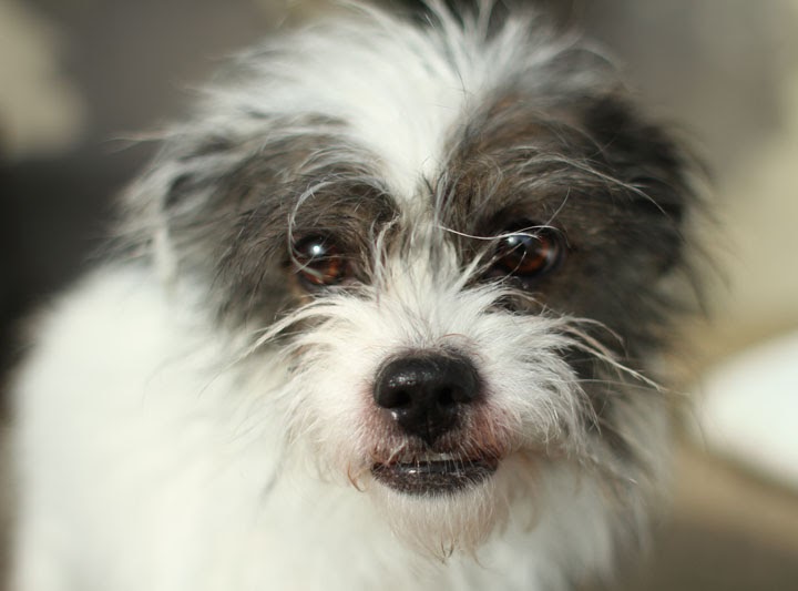 Shih Tzu Jack Russell Terrier mix