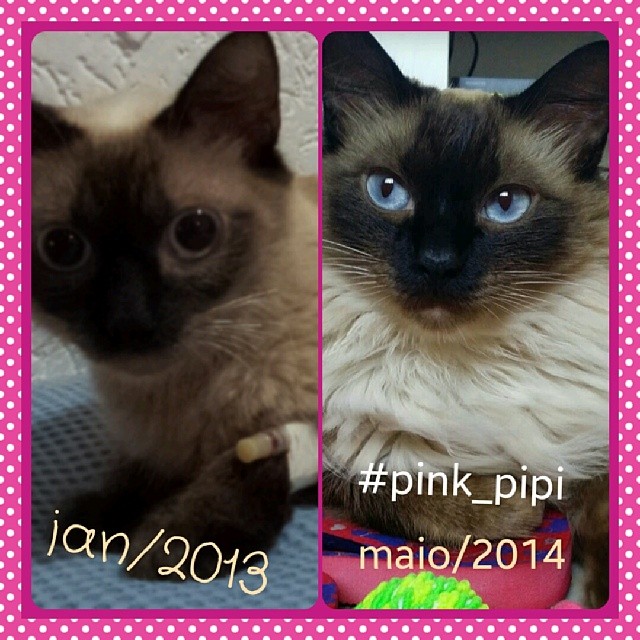 Pink Pipi - antes e depois