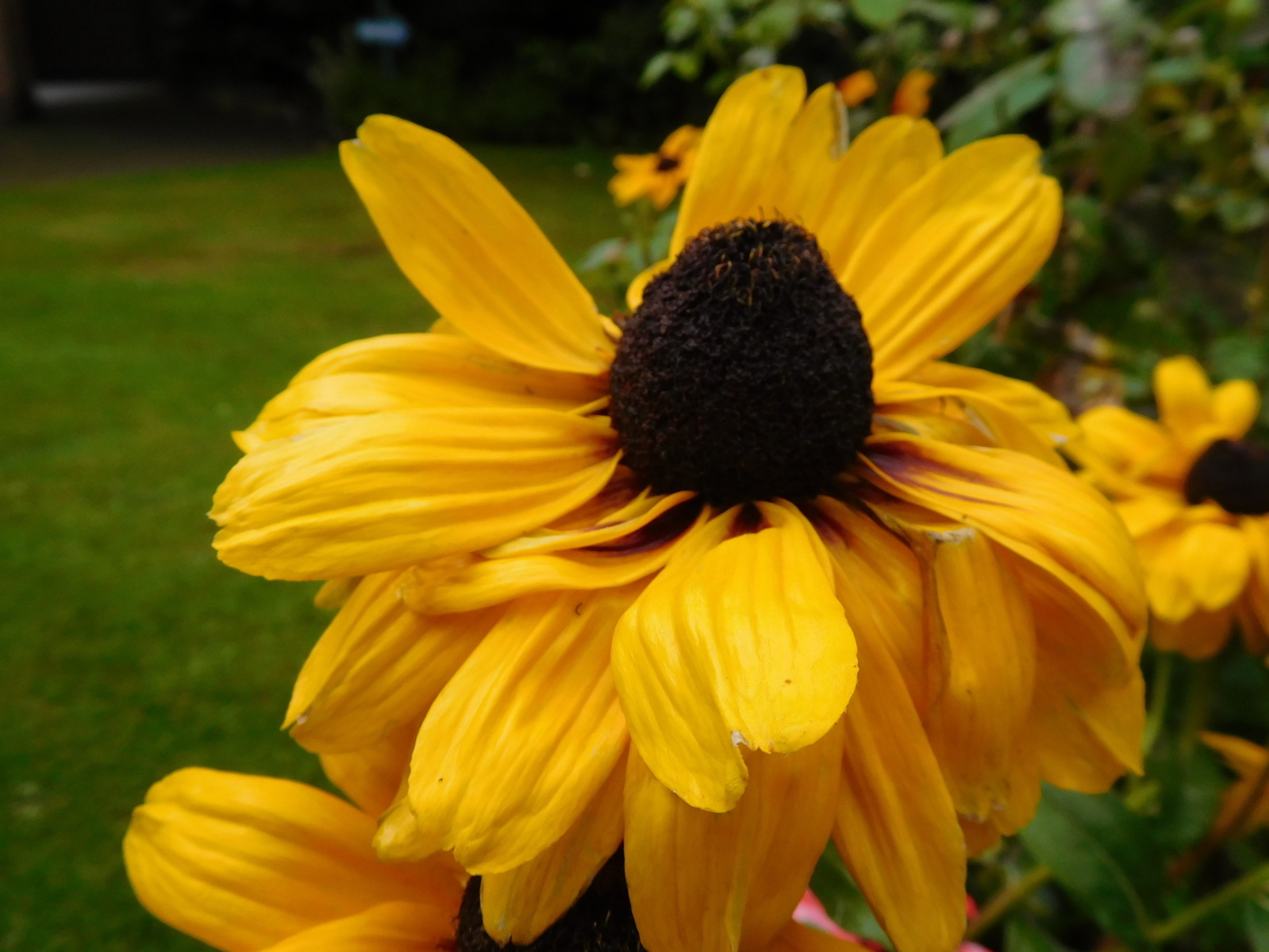 Galanthus Rudbeckia "Marmalade" from seed