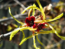 Arnold Promise witchhazel Hamemelis x intermedia bloom by garden muses-a Toronto gardening blog
