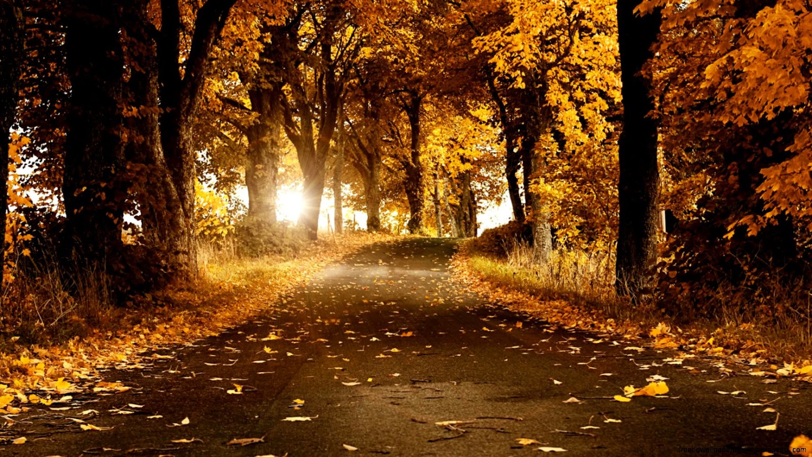 Beautiful Autumn