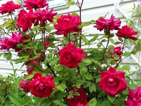 gambar bunga mawar 60