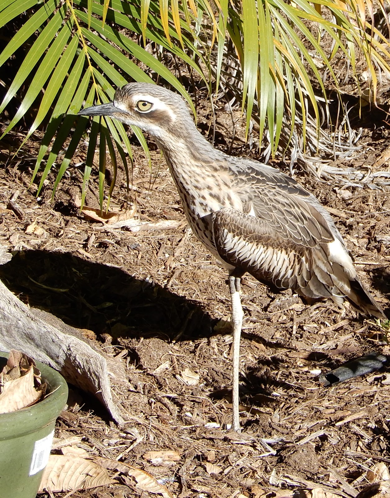 curlews waterproof shoe