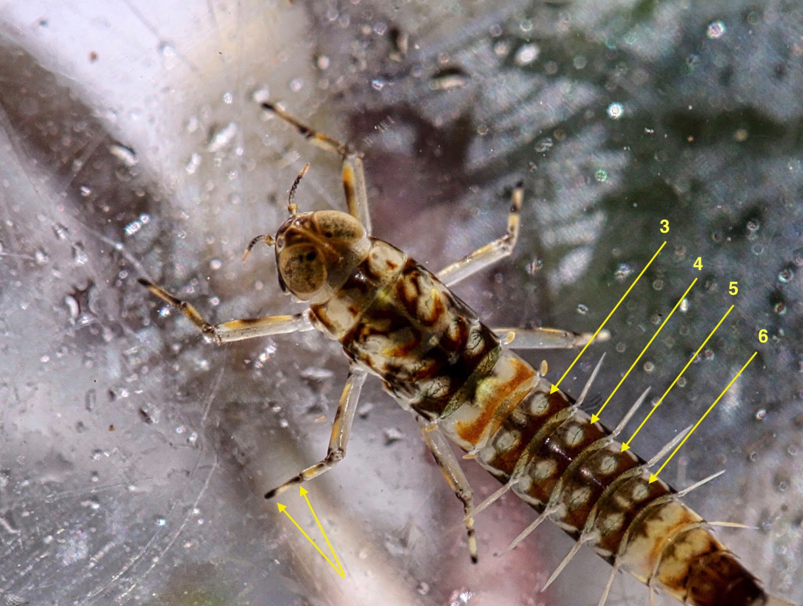 Aquatic Insects of Central Virginia March 2019