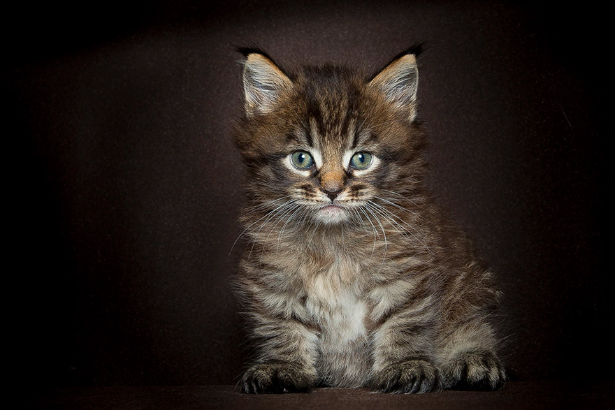 65 Breathtaking Pictures Of Maine Coons, The Largest Cats In The World 65 Breathtaking Pictures Of Maine Coons, The Largest Cats In The World