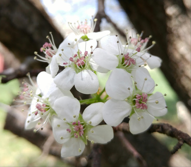 Bradford Pear bouquet #spring #blooming #trees Bradford Pear bouquet #spring #blooming #trees