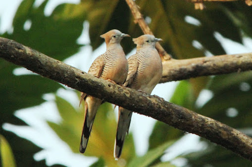 About Perkutut Nusantara Nusantara Birdfarm