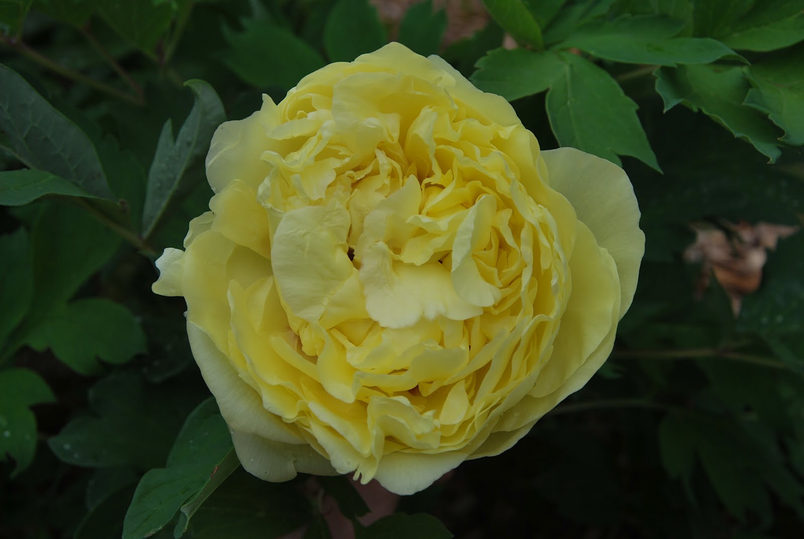 йеллоу краун пион описание. пион древовидный йеллоу краун. пион древовидный йеллоу краун. пион ито-гибрид йеллоу краун. пион древовидный йеллоу кроун.