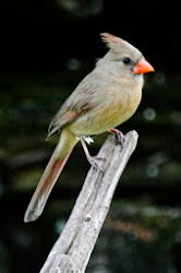cardinal chirp night might why female background birds