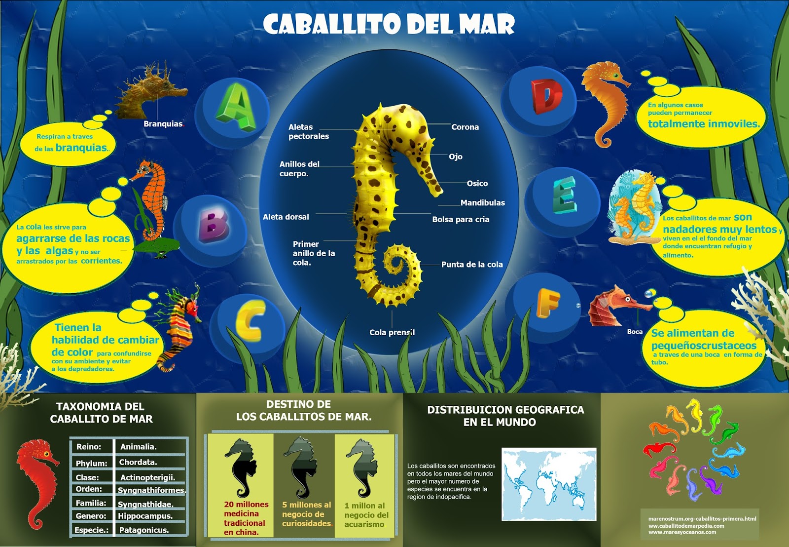 BIOLOGÍA Y GEOLOGÍA 1º ESO Peces caballito de mar