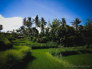 Fertility Of The Rice Field With Various Types Of Agricultural Plants At Ringdikit Village, North Bali, Indonesia