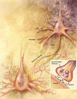 mechanism of neuron
