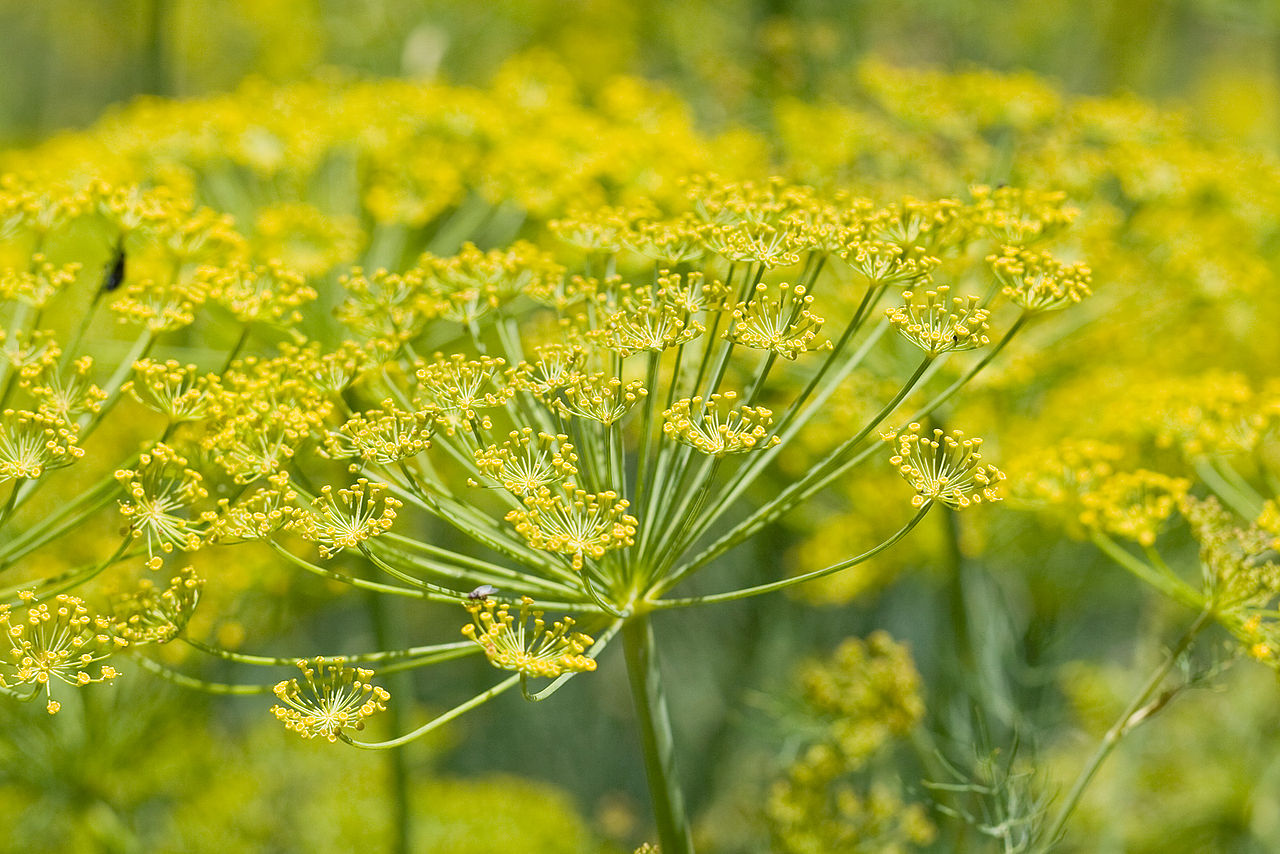 Keep Calm & Curry On Ingredient of the Week Fennel, Saunf, or Badian