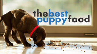 the best puppy food brands