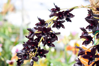 , Visita alle serre di Giulio Celandroni, diarid'orchidee