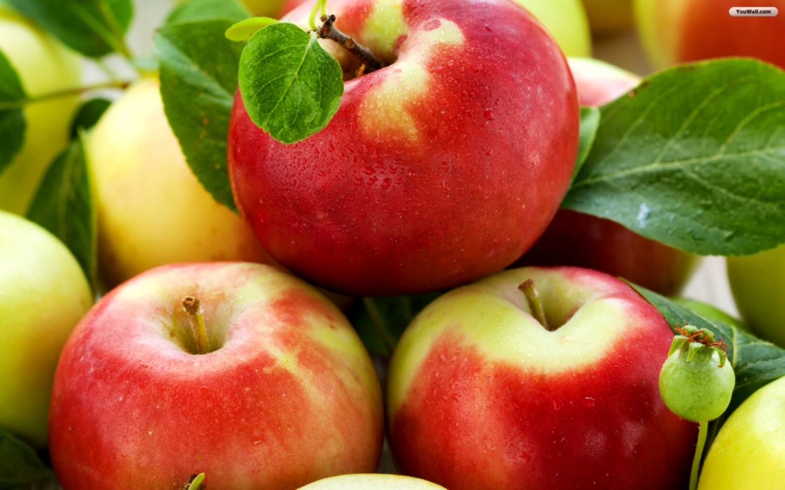 Download 500+ Wallpaper Apple Free Terbaik Download 500+ Wallpaper Apple Free Terbaik