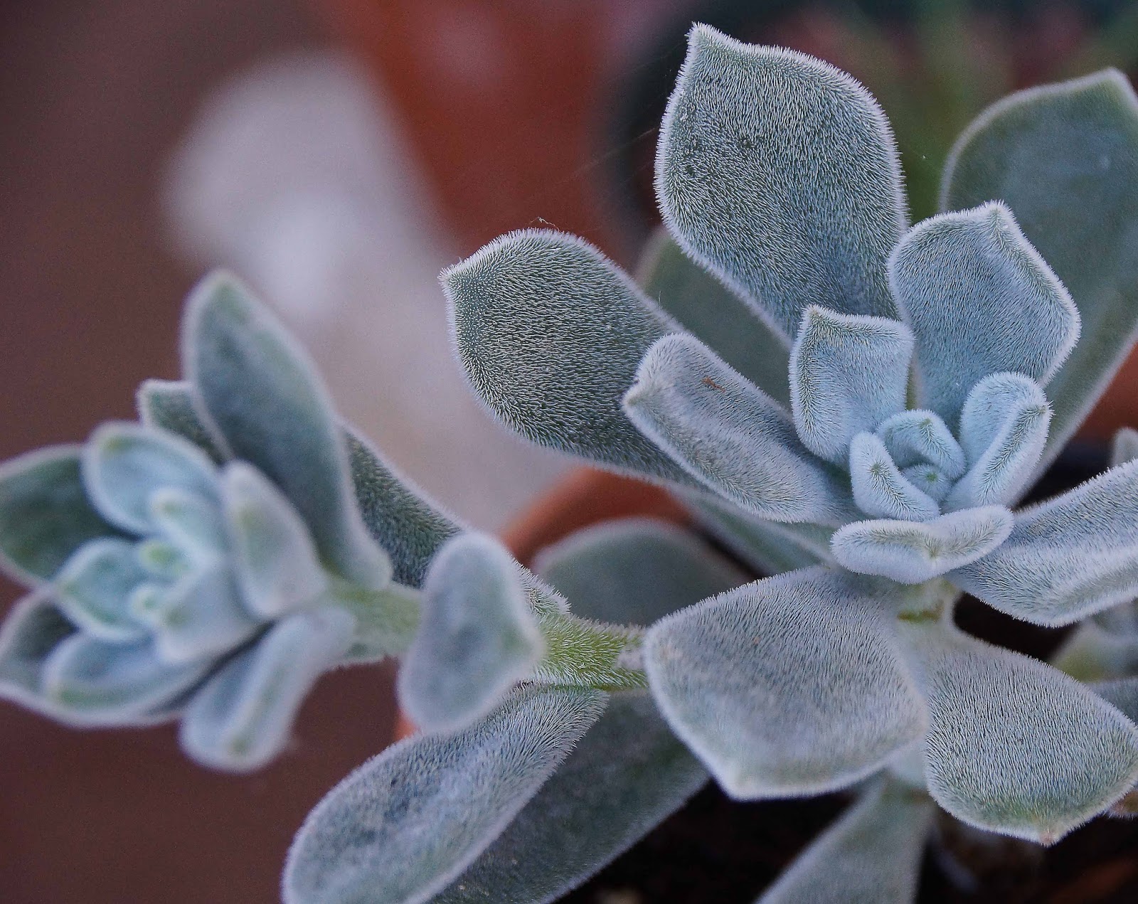 Succulents Echeveria 'Eileen' 1 x Unrooted leaf cutting Gardening