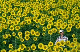 Ένας αγρότης σ' ένα χωράφι με ακολουθίες Fibonacci.