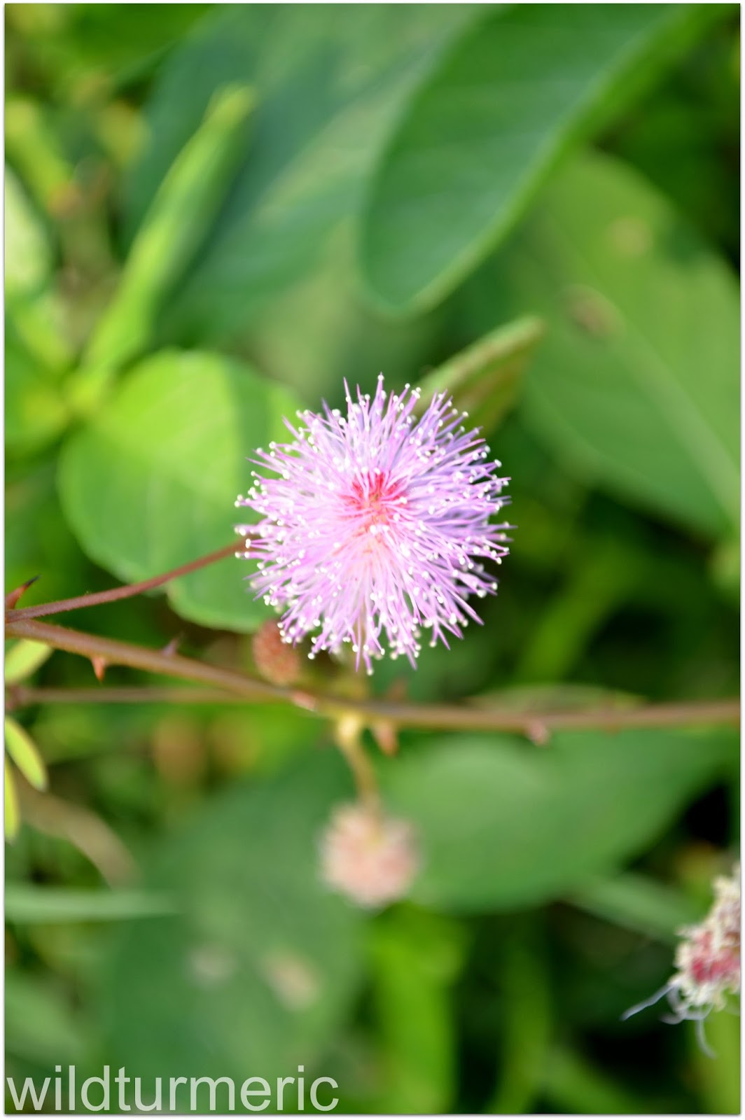 10 Top Medicinal Uses & Benefits Of Mimosa Pudica Touch Me Not Plant