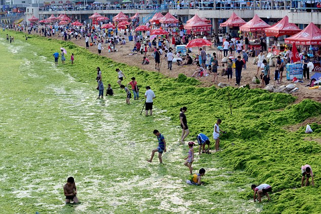 Pantai di China di selimuti alga hijau