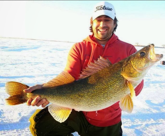 Big Fishes of the World WALLEYE (Sander vitreus)