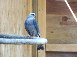 mississippi amazing kites why june interviewee kite wings holding well perch july