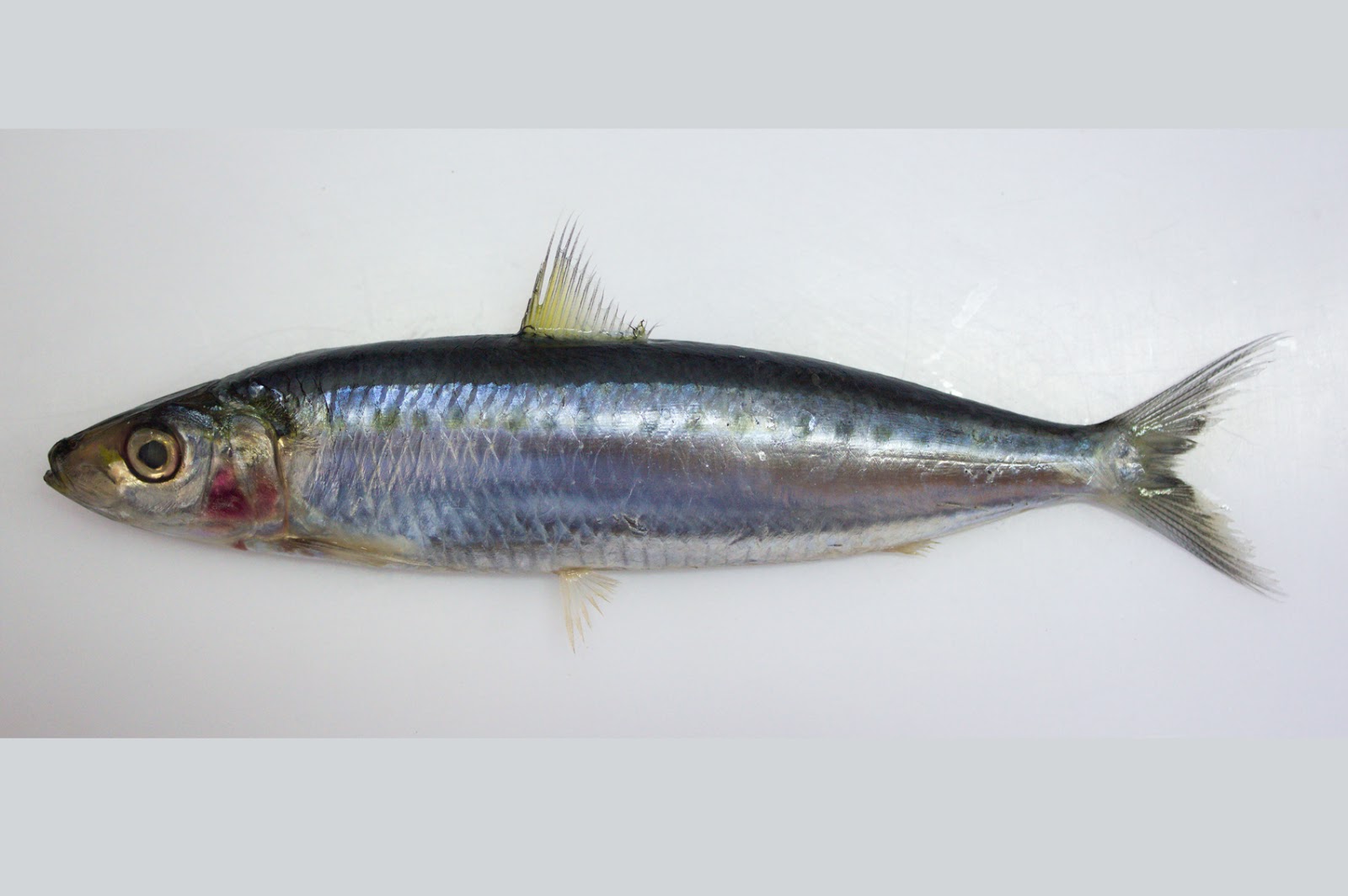 Jenis - Jenis Ikan Air Laut Ekonomis Penting [Bagian 6] - Lalaukan